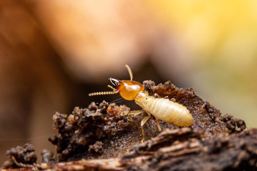 Termites Maricopa County, AZ