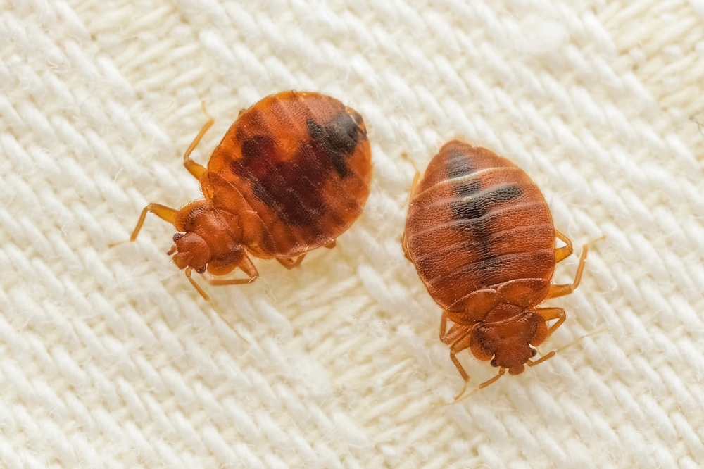 Bed Bugs Maricopa County, AZ