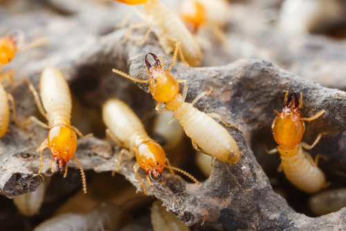 Termites Arizona